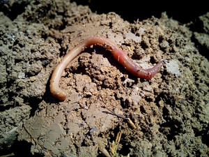 Regenwürmer lockern deinen Komposthaufen auf