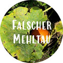 Falscher Mehltau