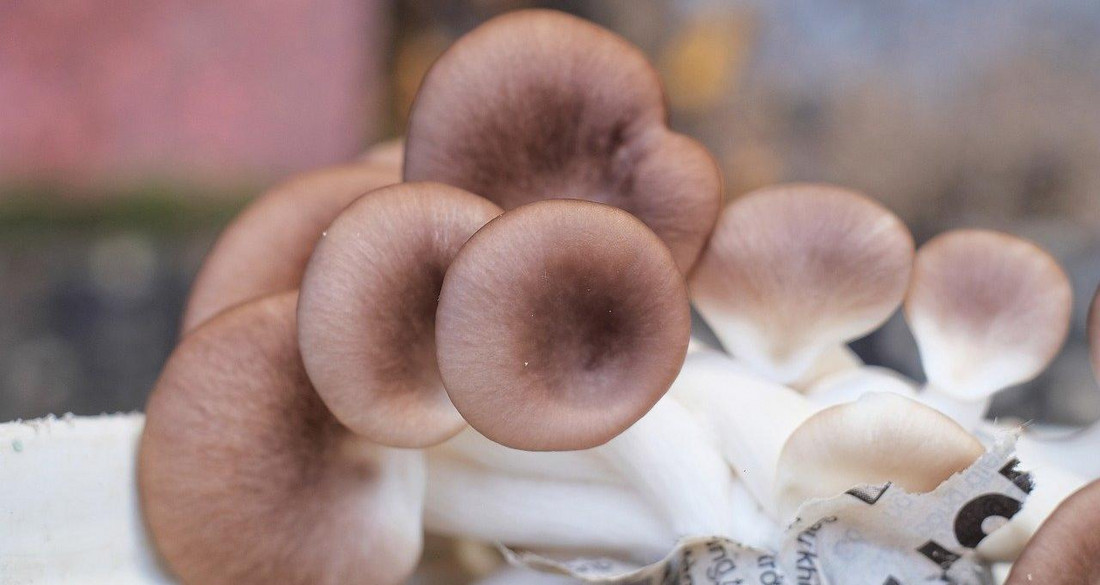 Austernpilze aus der Zucht
