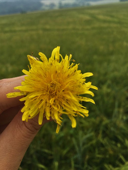 die Blüten sind nicht nur schön anzusehen