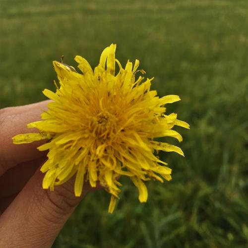 Löwenzahnblüte