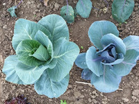 Rotkohl und Spitzkohl