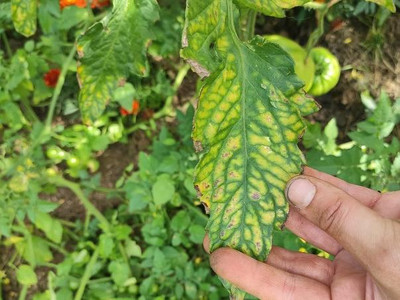 Magnesiummangel bei Tomaten Magnesiummangel bei Tomaten