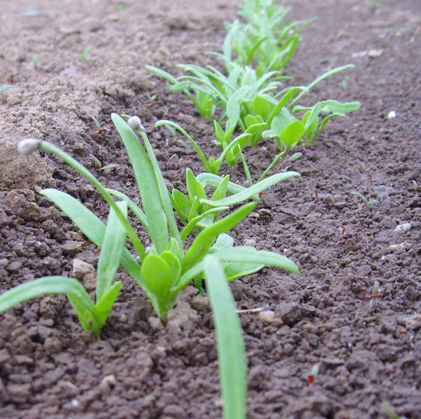 Wann Darf Man Spinat Nicht Mehr Ernten meine ernte: Spinat anbauen, pflegen, ernten und lagern