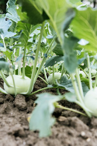 Kohlrabi ist ein Mittelzehrer