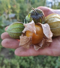 Andenbeere bzw. Physalis Andenbeere bzw. Physalis