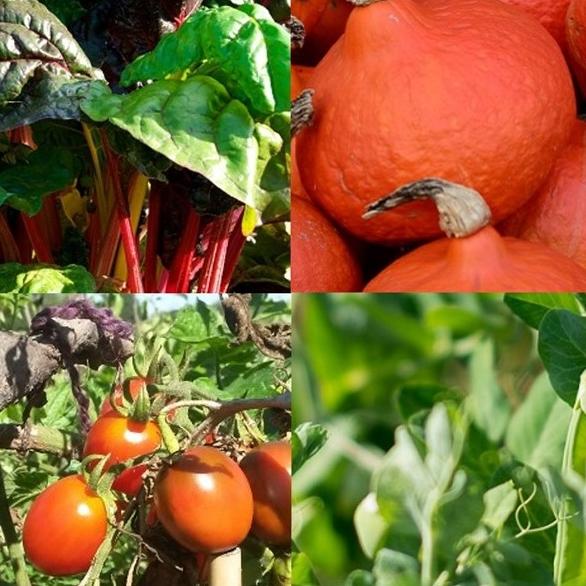 Collage mit Mangold, Kürbis, Tomate und Zuckererbse