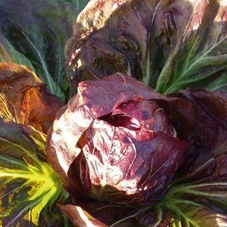 Bestelle Radicchio Palla Rosso im meine ernte Shop