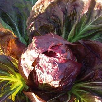 Radicchio hat einen feinen, leicht bitteren Geschmack und bildet geschlossene Köpfe