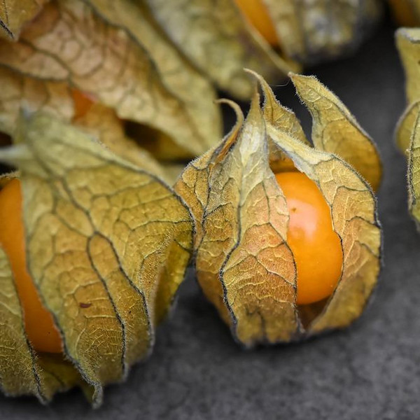 meine ernte Physalis anbauen, pflegen, ernten und lagern