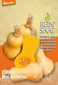 Kürbis "Mini Butternut"