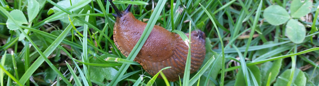 Nacktschnecke Nacktschnecke