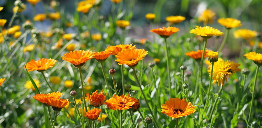 Ringelblumen
