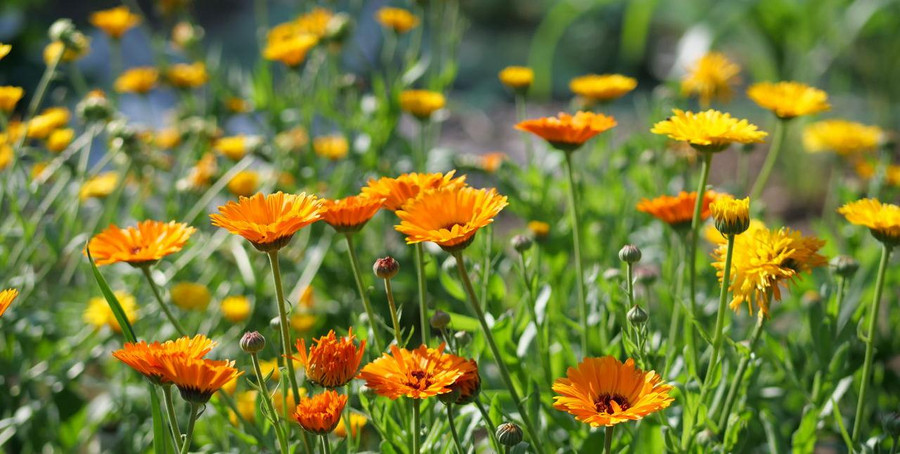 Ringelblumen