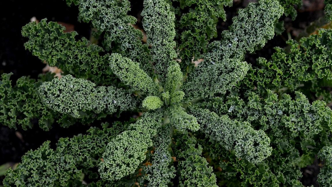 Meine Ernte Grunkohl Anbauen Pflegen Ernten Und Lagern