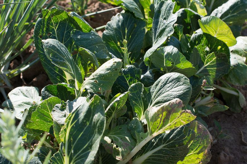 chinakohl pflanzen tipps garten pflege, meine ernte: pak choi anbauen, pflegen, ernten und lagern, Design ideen