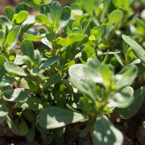 Die fleischigen, leicht säuerlich nussig schmeckenden Blätter des Portulaks werden frisch als Salatbeigabe