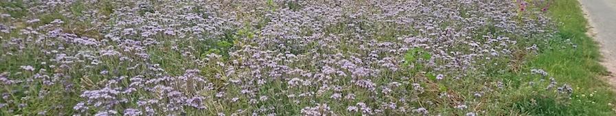 Phacelia wertet deinen Boden auf und sieht wunderschön aus