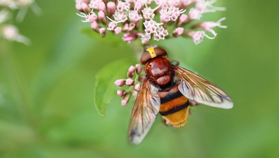 Schwebfliege