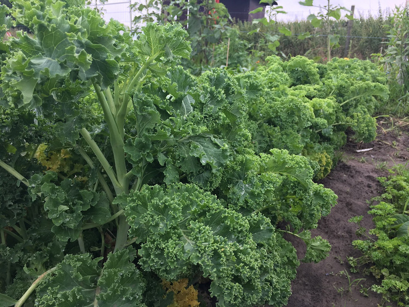 Meine Ernte Grunkohl Anbauen Pflegen Ernten Und Lagern