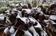 Frost schadet Gemüse nicht zwangsläufig