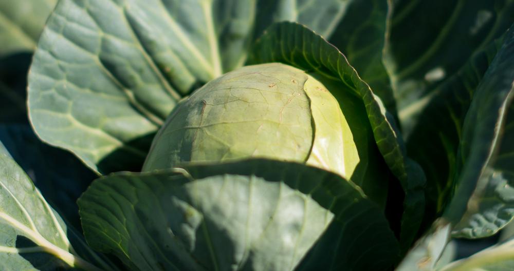 erntereifer Weißkohl