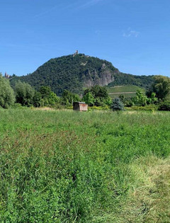 meine ernte Gärten in Bonn Mehlem mit Blick auf den Drachenfels