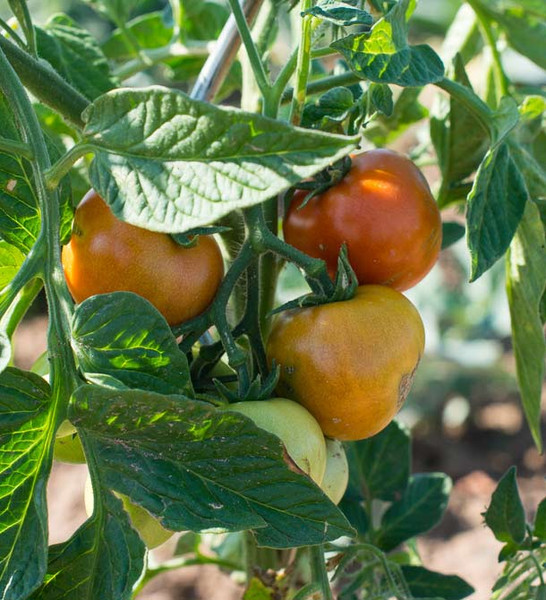 Meine Ernte Tomaten Anbauen Pflegen Ernten Und Lagern