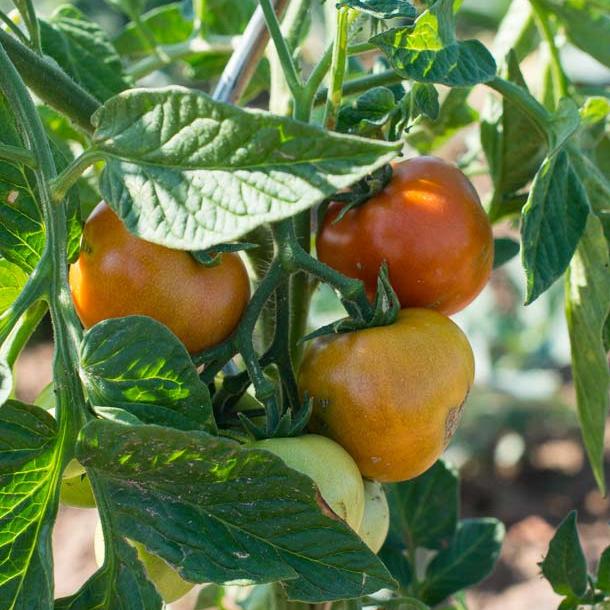 Kräftige Tomaten durch richtige Düngung