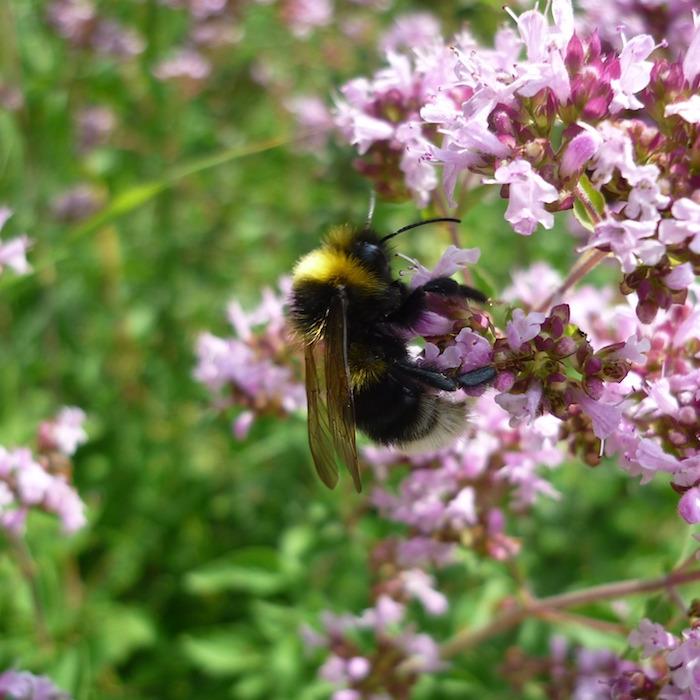 Hummel an Thymianblüte