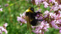 Hummel auf Thymianblüten