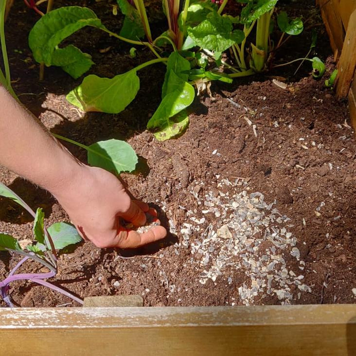Düngung mit Hornspänen im Hochbeet