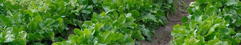 Chicoree ist ein pflegeleichtes Gemüse