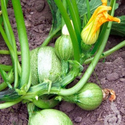 Meine Ernte Zucchini Anbauen Pflegen Ernten Und Lagern