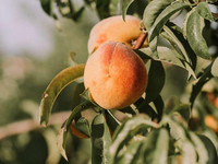 Pfirsichbaum im Sommer