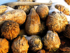 Kürbisse sind auch Wintergemüse