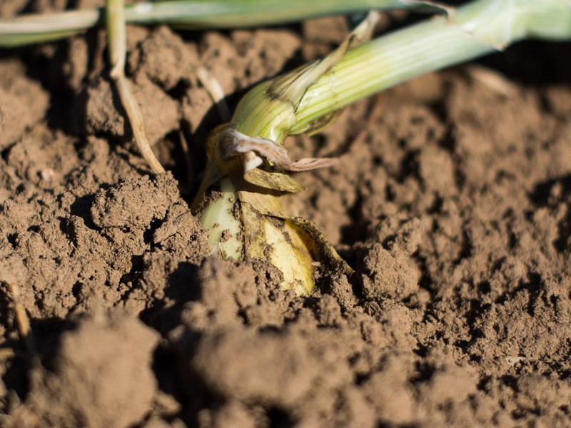 Meine Ernte Zwiebeln Anbauen Pflegen Ernten Und Lagern