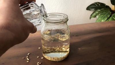Gerstengrassamen werden über Nacht eingeweicht