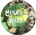 Mosaikvirus an Gurken und Co.