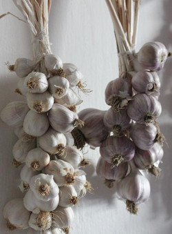 Traditionell wird Knoblauch im Zopf getrocknet