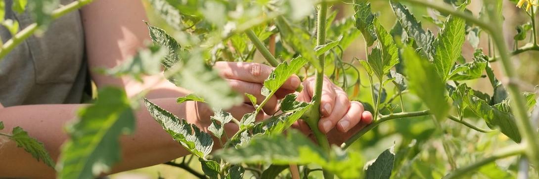 Ina beim Tomaten ausgeizen Ina beim Tomaten ausgeizen