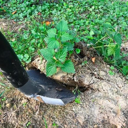 Steffi gräbt eine Brennesselpflanze aus dem Garten aus