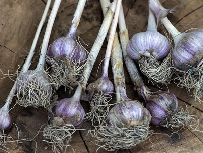 Größeren Ertrag erzielst du mit Winterknoblauch