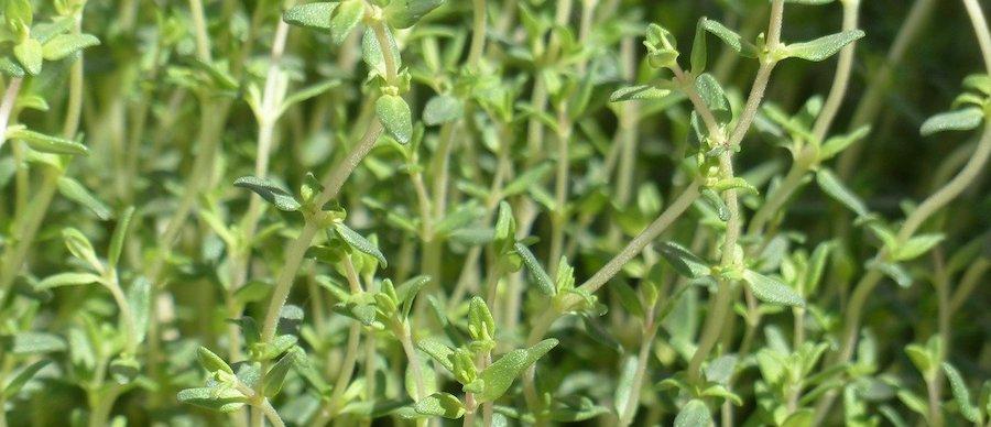 Thymian gehört den mediterranen Kräutern