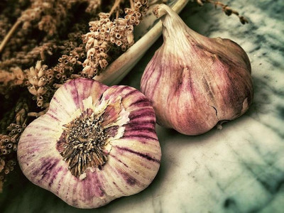 Selbstgezogener Knoblauch schmeckt einfach besser