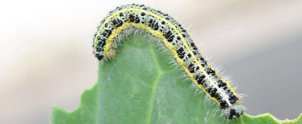 Kohlweißlingsraupe