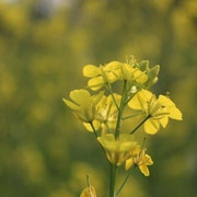 Senfblüte Senfblüte