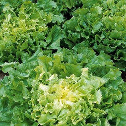 Endiviensalat ist ein typischer Wintersalat
