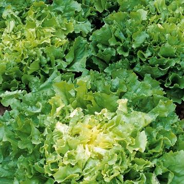 Endiviensalat