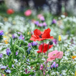 Über Blumenwiesen freuen sich Bienen